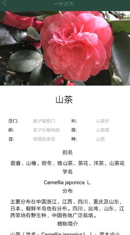 一叶识木app